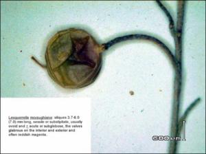 Lesquerella mcvaughiana (Native) 2   (click for a larger preview)