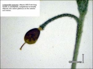 Lesquerella purpurea (Native) 3   (click for a larger preview)