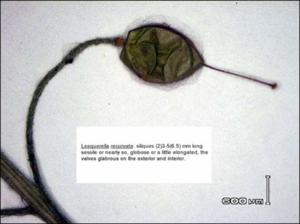 Lesquerella recurvata  (Native) 2   (click for a larger preview)