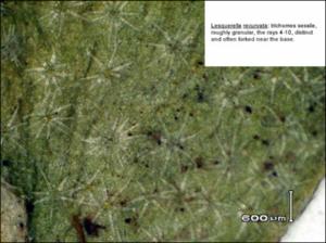 Lesquerella recurvata  (Native) 4   (click for a larger preview)
