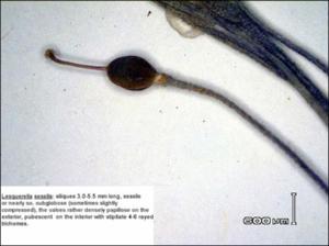 Lesquerella sessilis (Native)   (click for a larger preview)