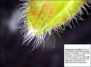 Tradescantia hirsutiflora (Native) 4   (click for a larger preview)