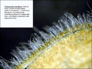 Tradescantia hirsutiflora (Native) 10   (click for a larger preview)