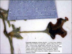 Euphorbia hexagona (Native)   (click for a larger preview)
