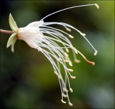 Capparis cynophallophora (Cultivated)   (click for a larger preview)