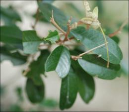 Capparis cynophallophora (Cultivated) 3   (click for a larger preview)