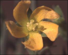 Hypericum drummondii  (Native)   (click for a larger preview)