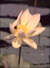 Nelumbo lutea (Native)   (click for a larger preview)