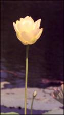 Nelumbo lutea (Native) 4   (click for a larger preview)