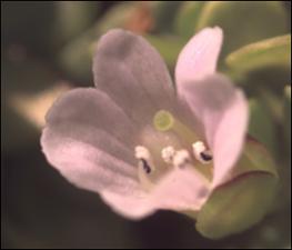 Bacopa monnieri  (Cultivated) 4   (click for a larger preview)