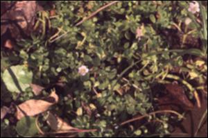 Bacopa monnieri  (Cultivated) 5   (click for a larger preview)