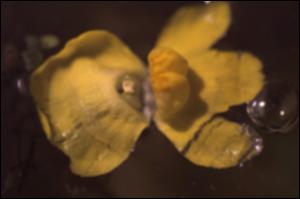 Utricularia radiata (Native) 10   (click for a larger preview)