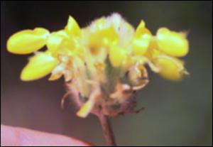 Dalea aurea (Native) 2   (click for a larger preview)