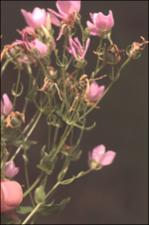Sabatia angularis (Native) 3   (click for a larger preview)