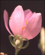 Sabatia angularis (Native) 6   (click for a larger preview)