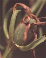 Sabatia angularis (Native) 7   (click for a larger preview)