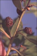 Conocarpus erectus  (Native)   (click for a larger preview)