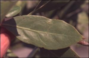 Conocarpus erectus  (Native) 2   (click for a larger preview)