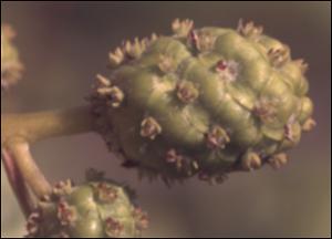 Conocarpus erectus  (Native) 3   (click for a larger preview)
