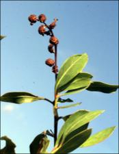 Conocarpus erectus  (Native) 4   (click for a larger preview)