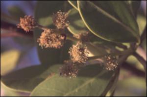 Conocarpus erectus  (Native) 5   (click for a larger preview)